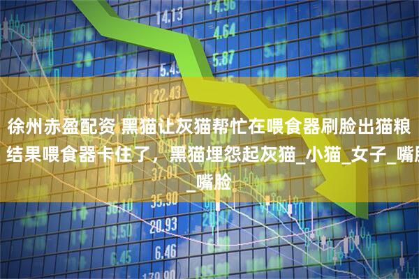 徐州赤盈配资 黑猫让灰猫帮忙在喂食器刷脸出猫粮，结果喂食器卡住了，黑猫埋怨起灰猫_小猫_女子_嘴脸
